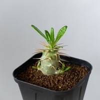 パキポディウム アンボンゲンセ 実生 Pachypodium ambongense 塊根植物 コーデックス 多肉植物 珍奇植物 静岡 ANTIDOTE 通販 S1437