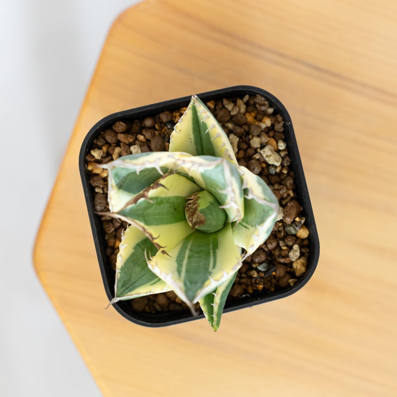 アガベ チタノタ スナグルトゥース OC株 美株 Agave titanota Snaggle