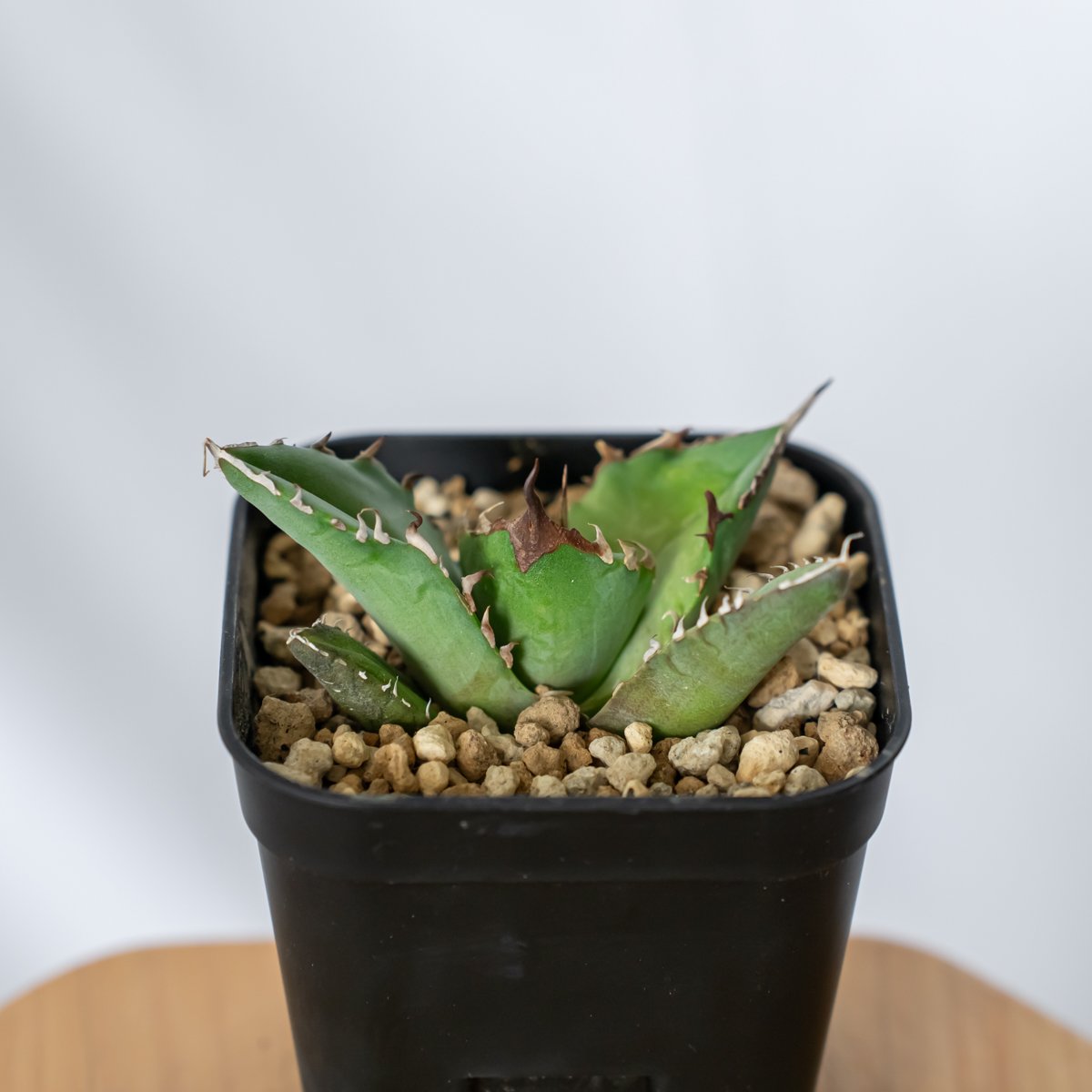 アガベ チタノタ 白犀牛 シロサイ TC株 Agave titanota White Rhin