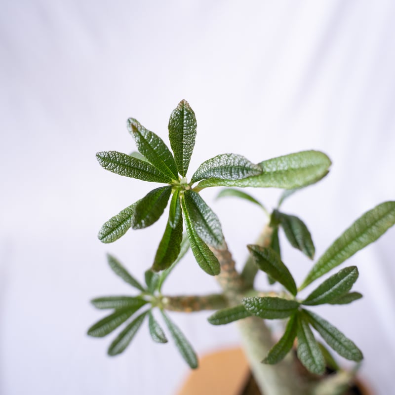 ドルステニア ギガス Dorstenia gigas 挿木 cutting 発根済 塊根