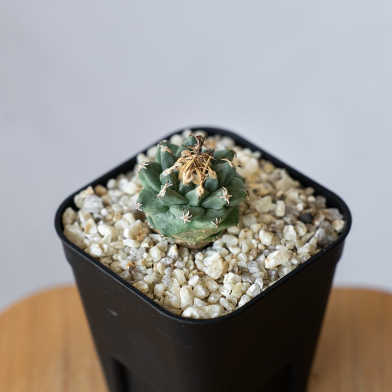 ツルビニカルプス アロンソイ 実生 Turbinicarpus alonsoi サボテン