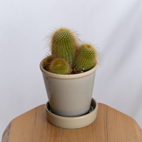 金晃丸 キンコウマル Golden ball cactus サボテン 多肉植物 静岡 ANTIDOTE 通販 S1288