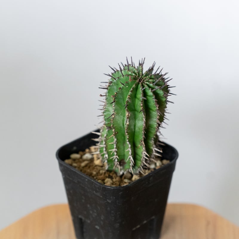 ユーフォルビア ホリダ 実生 Euphorbia horrida 多肉植物 珍奇植物 ANTI
