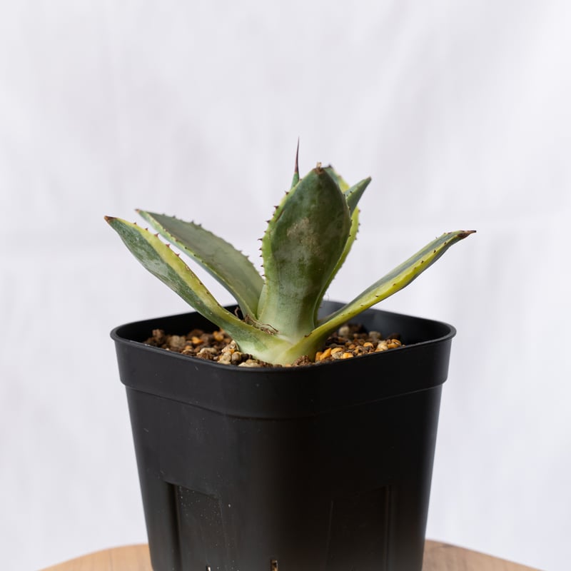 アガベ ポタトラム 三宅雷神 OC株 【発根管理中】Agave potatorum Miyak