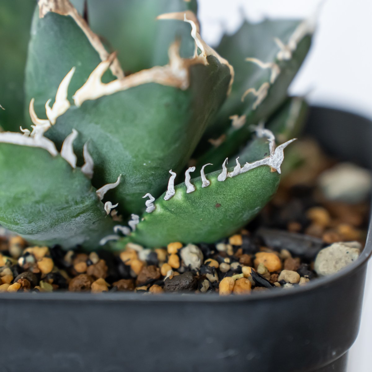 アガベ チタノタ 南アフリカダイヤモンド Agave titanota South Afric