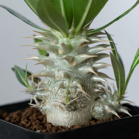 パキポディウム ホロンベンセ Pachypodium horombense 塊根植物 コーデックス 多肉植物 珍奇植物 静岡 ANTIDOTE 通販 S1439