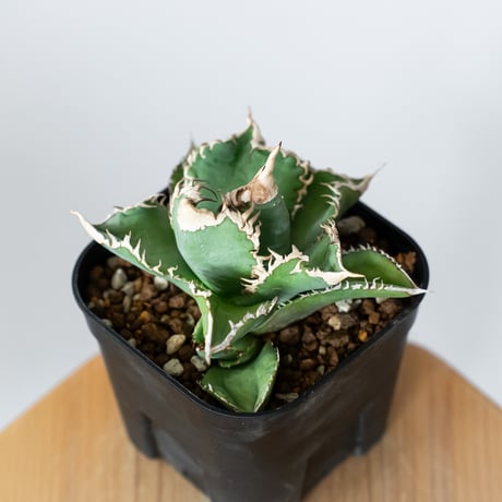 アガベ チタノタ 白幽霊【発根管理中】TC株 agave titanota white ghost 多肉植物 珍奇植物 静岡 ANTIDOTE 通販 S1446
