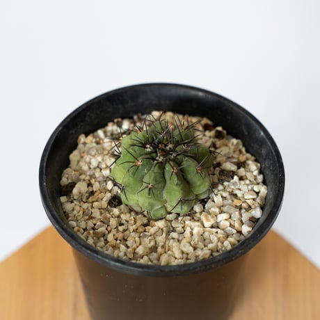 コピアポア 黒王丸 実生 Copiapoa cinerea サボテン 多肉植物 珍奇植物 静岡 ANTIDOTE 通販 S780