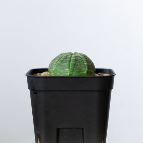 ユーフォルビア オベサ 実生 Euphorbia obesa 多肉植物 珍奇植物 静岡 ANTIDOTE 通販 S1487