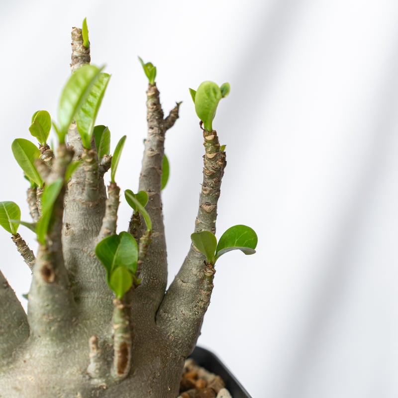 アデニウム アラビカム ブラックスキン【発根管理中】Adenium Arabicum