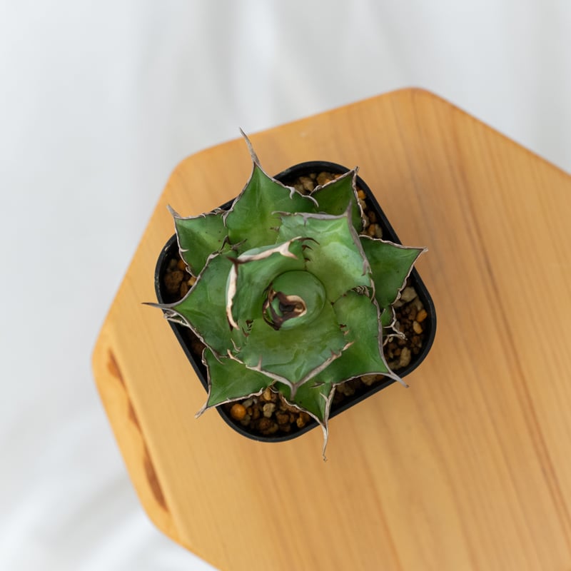 アガベ チタノタ ハデス OC株 美株【発根管理中】agave titanota