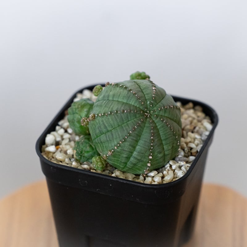ユーフォルビア 仔吹きシンメトリカ Euphorbia symmetrica オベサ 多肉