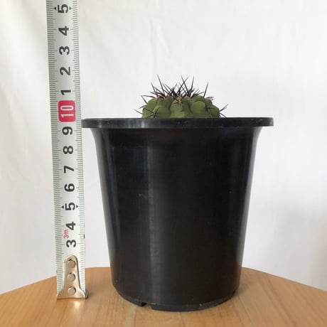 コピアポア 黒王丸 実生 Copiapoa cinerea サボテン 多肉植物 珍奇植物 静岡 ANTIDOTE 通販 S780