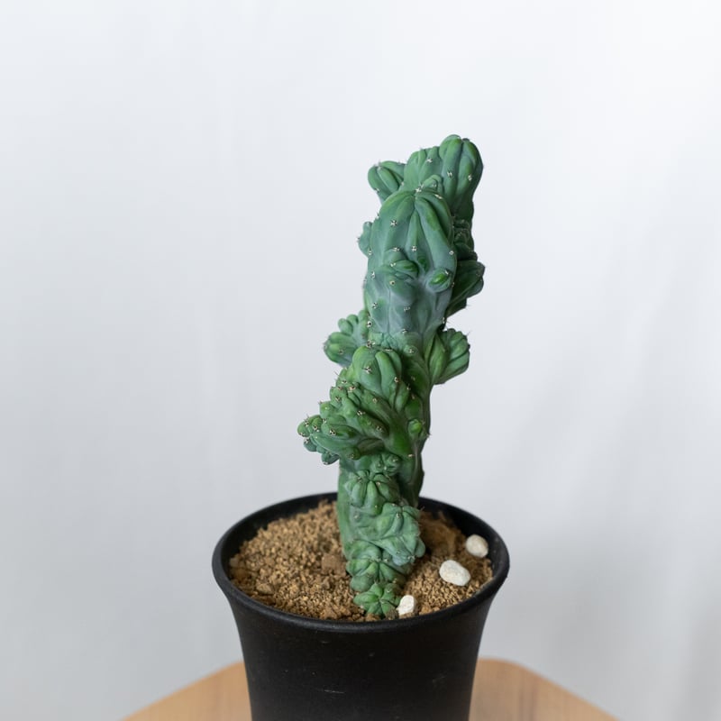 ミルティロカクタス 竜神木 石化 実生 Myrtillocactus geometrizans