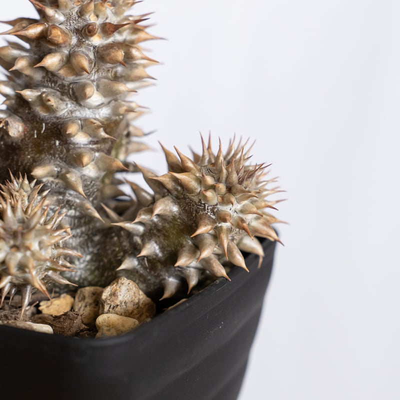 パキポディウム デンシフローラム 実生 シバ女王の玉櫛 Pachypodium