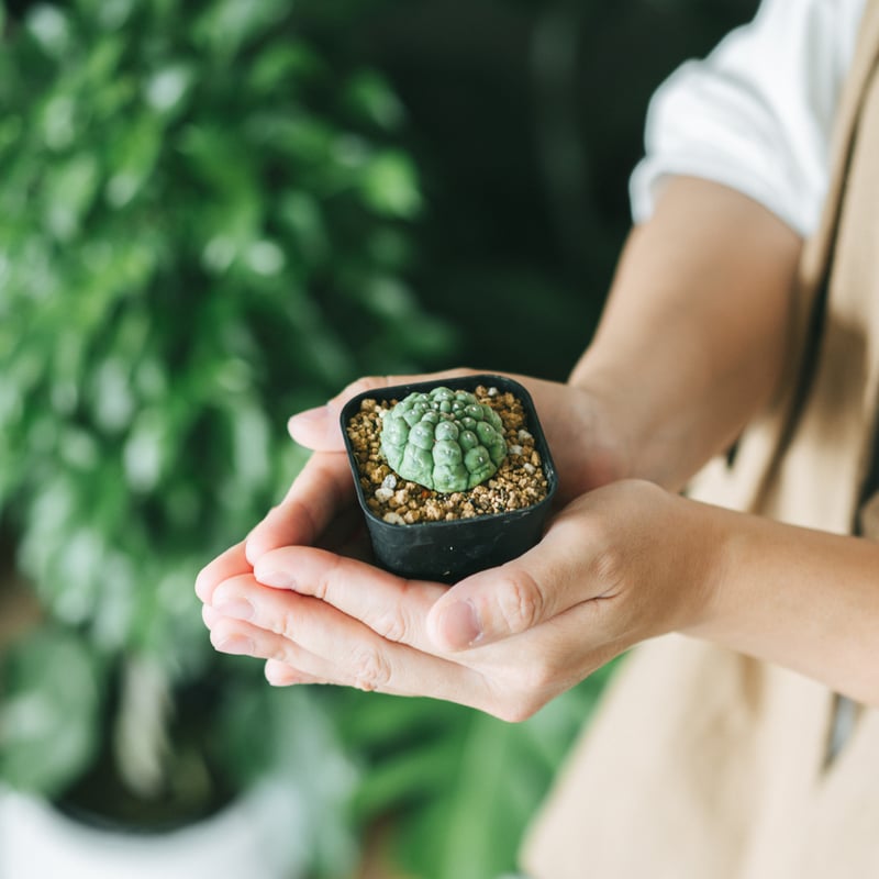 アストロフィツム 亀甲兜 リザードスキン Astrophytum 多肉植物