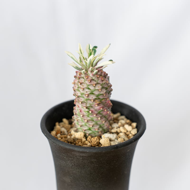 ✳️目玉商品✳️蘇鉄麒麟 ユーフォルビア パイナップルコーン 40本SET