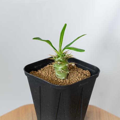 パキポディウム アンボンゲンセ 実生 Pachypodium ambongense 塊根植物 コーデックス 多肉植物 珍奇植物 静岡 ANTIDOTE 通販 S1450