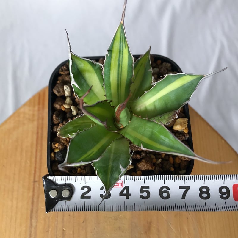 アガベ ホリダ 黄中斑 TC株【発根管理中】斑入り Agave horrida 多肉