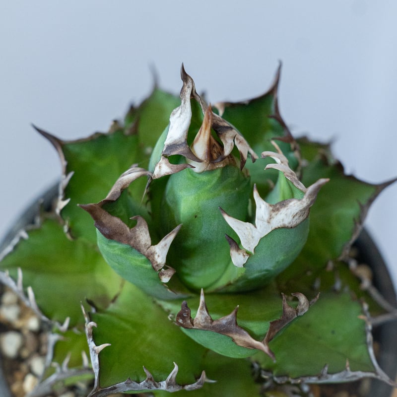 アガベ チタノタ ゴリ姫 レッドキャットウィーズル ゴリ猫 姫厳竜