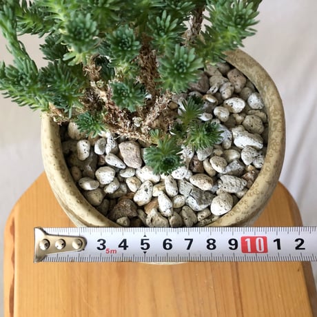 ユーフォルビア ムルチセプス 鉢セット 多頭キリン Euphorbia multiceps 塊根植物 多肉植物 珍奇植物 静岡 ANTIDOTE 通販 S1389