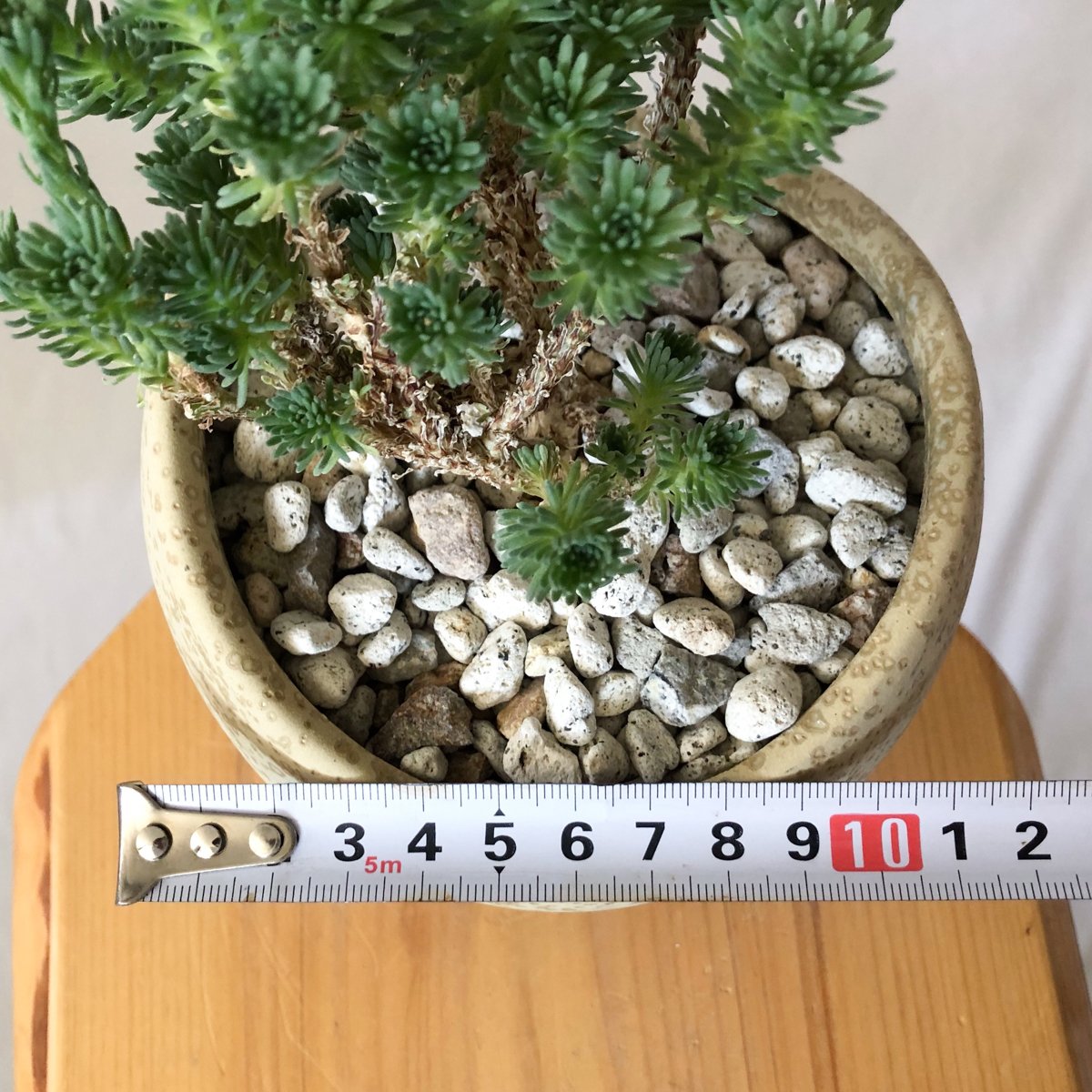 ユーフォルビア ムルチセプス 鉢セット 多頭キリン Euphorbia
