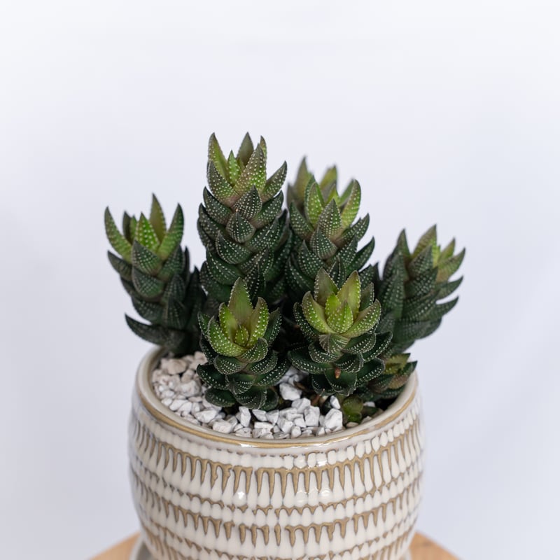 ハオルチア カルウィニー 鉢セット Haworthia chalwinii 多肉植物 観葉