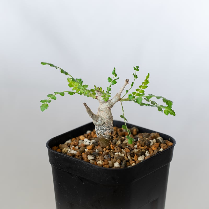 ボスウェリア ネグレクタ 実生 Boswellia neglecta 多肉植物 珍奇植物