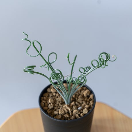 アルブカ ナマクエンシス Albuca Namaquensis 観葉植物 多肉植物 冬型 静岡 ANTIDOTE 通販 S204