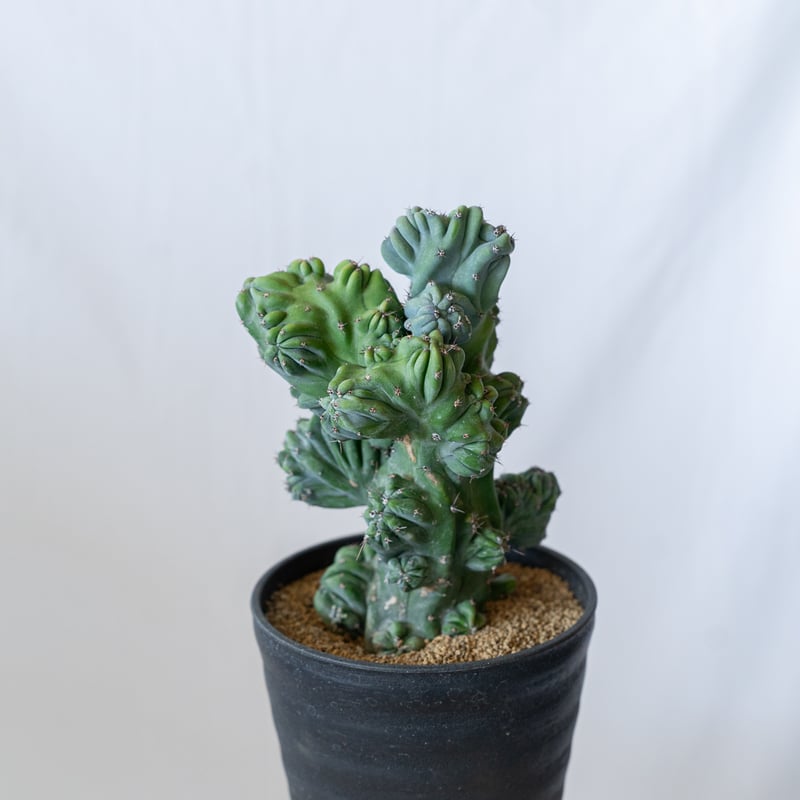 美石 牡丹石 美石 牡丹石 yd011_20_9759b797-1623-40ef-