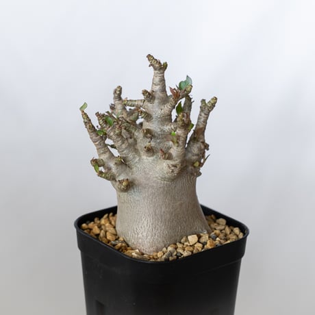 パキポディウム ブレビカウレ 恵比寿笑い 実生 Pachypodium brevicaule 塊根植物 コーデックス 多肉植物 珍奇植物 静岡 ANTIDOTE 通販 S1350