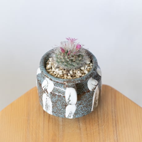 マミラリア グラッシー 鉢セット Mammillaria glassii サボテン 多肉植物 珍奇植物 静岡 ANTIDOTE 通販 S1405