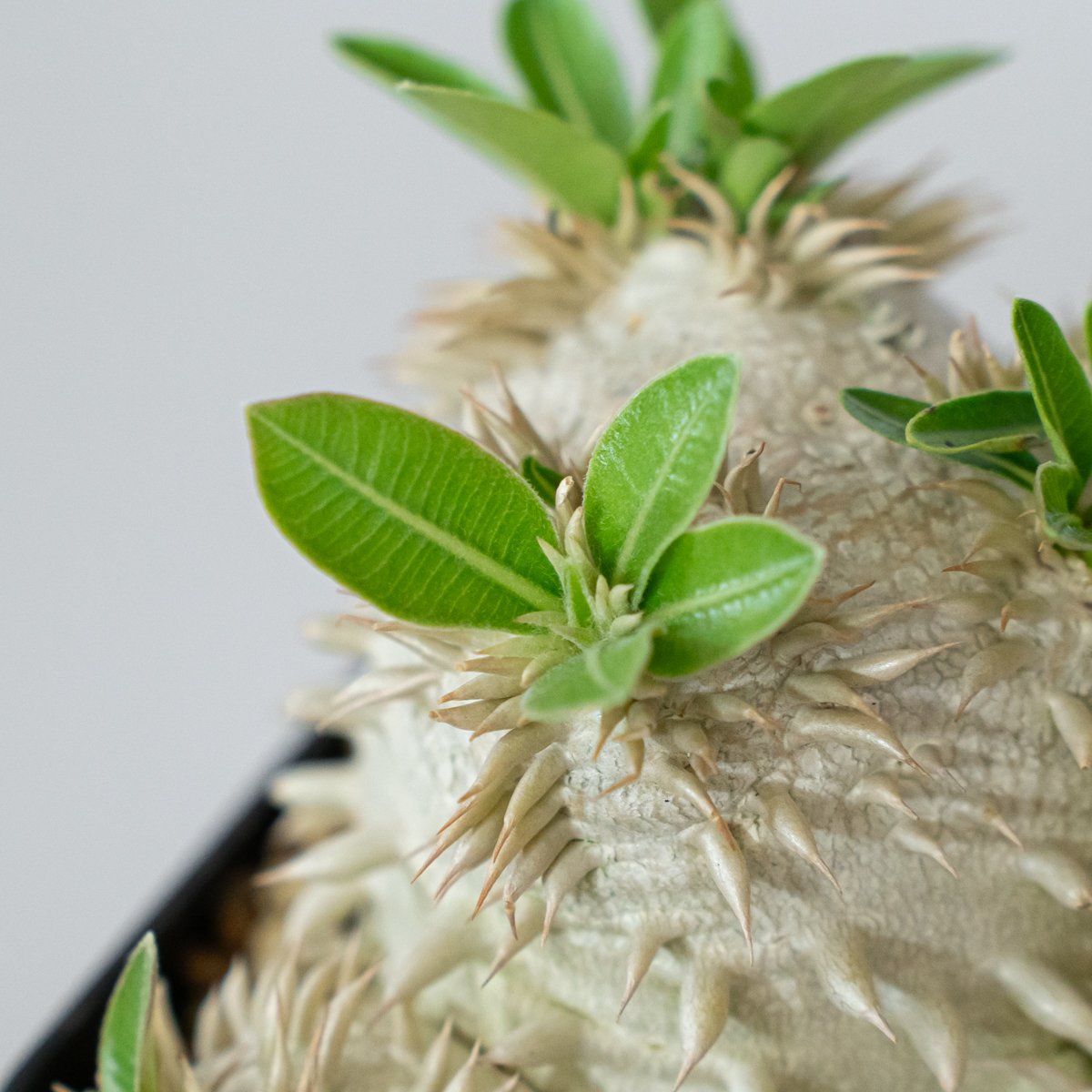 パキポディウム エブレネウム 実生 Pachypodium eburneum 塊根植物