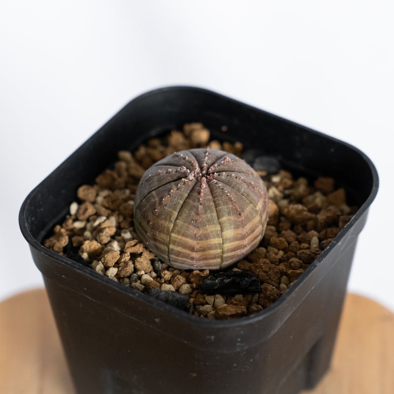 ユーフォルビア オベサ 実生 Euphorbia obesa 多肉植物 珍奇植物 静岡