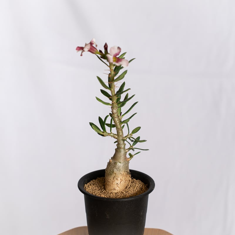 パキポディウム ビスピノーサム 実生 Pachypodium bispinosum 塊根植物