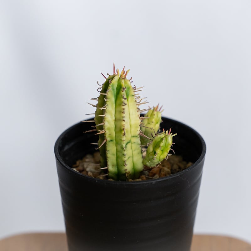 ユーフォルビア 紅彩閣錦 実生 エノプラ 斑入り Euphorbia enopla 塊根