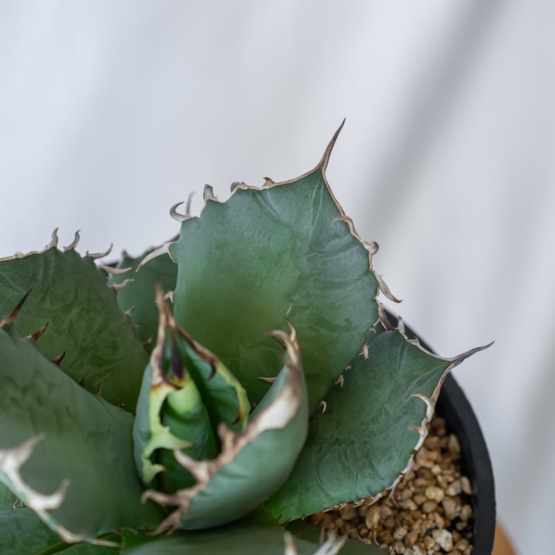 アガベ チタノタ 南覇王 Agave titanota Minami Haou 多肉植物 珍奇