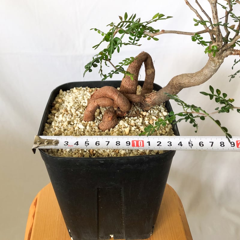 塊根植物 ゴツゴツした幹　パキプス　デカリー　実生 オペルクリカリア パキプス ｜ 荒野に君臨する塊根植物の王 | 植物で