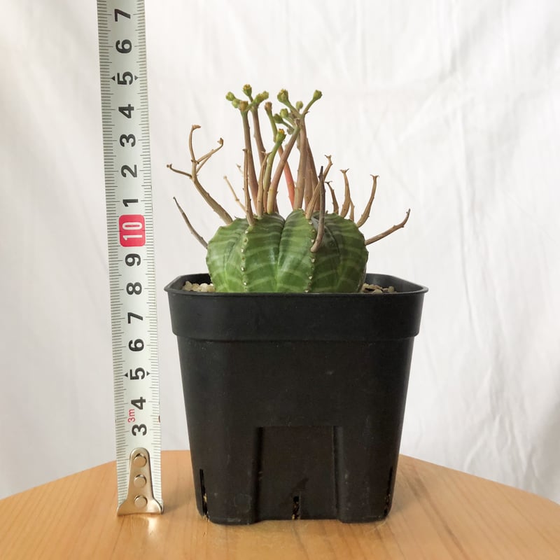 ユーフォルビア スーパーバリダ 実生 雄株 美株 Euphorbia super valida