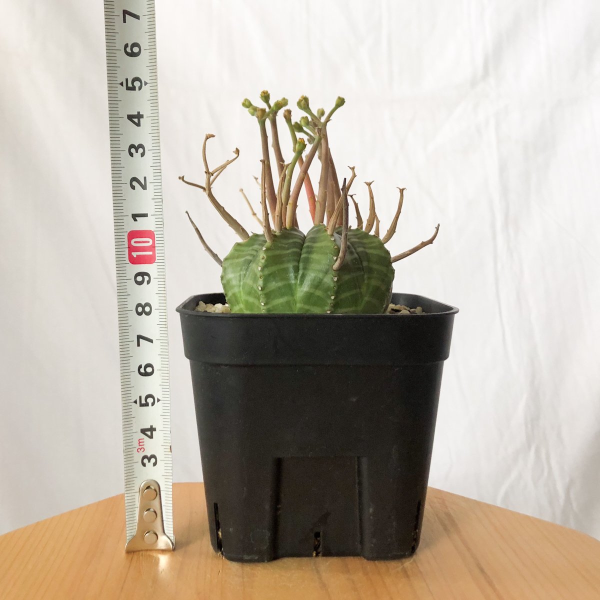 ユーフォルビア スーパーバリダ 実生 雄株 美株 Euphorbia super valida