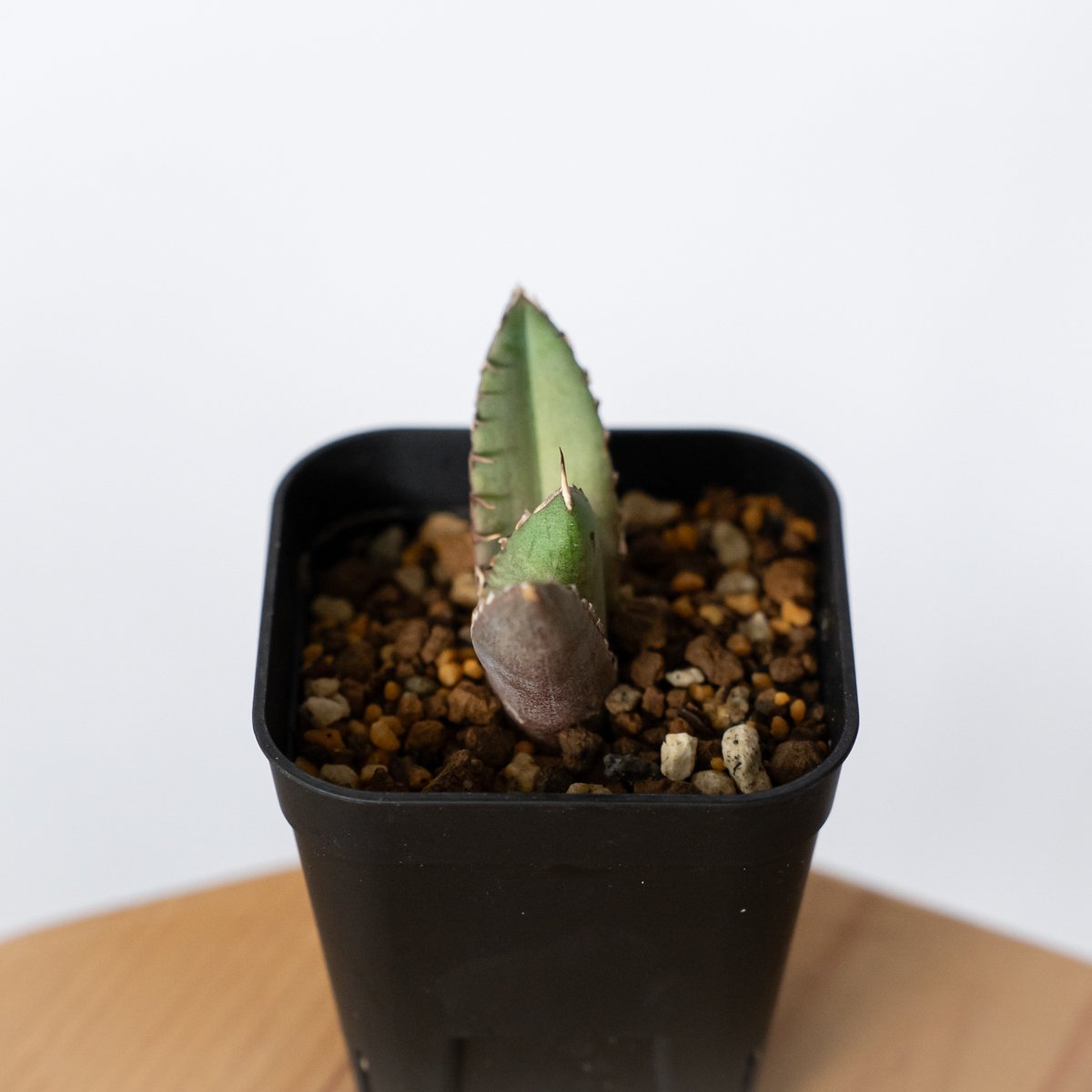 アガベ チタノタ 冠鷲 クラウンイーグル【発根管理中】TC株 Agave