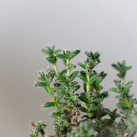 トリコディアデマ ブルボスム 姫紅小松 実生 Trichodiadema bulbosum 盆栽 塊根植物 コーデックス 多肉植物 珍奇植物 静岡 ANTIDOTE 通販 S1502