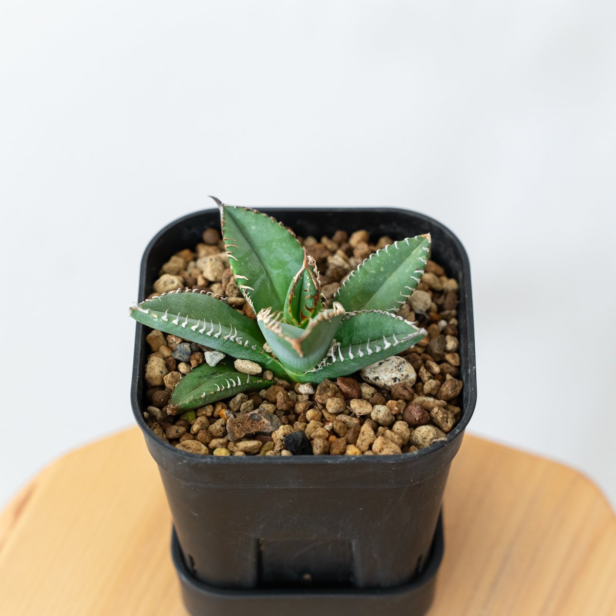 極上株】アガベ チタノタ 鬣蜥 イグアナ TC株 Agave titanota 多肉植物