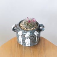 マミラリア グラッシー 鉢セット Mammillaria glassii サボテン 多肉植物 珍奇植物 静岡 ANTIDOTE 通販 S1405