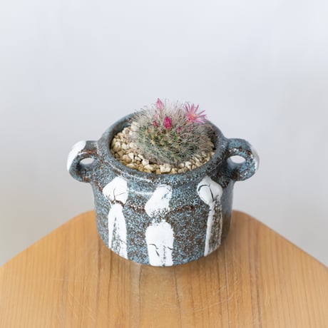 マミラリア グラッシー 鉢セット Mammillaria glassii サボテン 多肉植物 珍奇植物 静岡 ANTIDOTE 通販 S1405