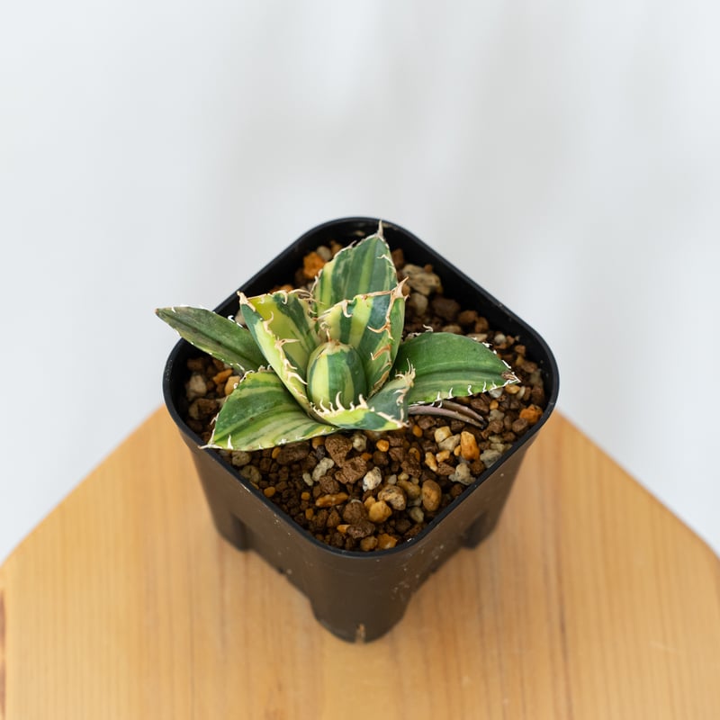 アガベ チタノタ 白鯨 縞斑 【発根管理中】TC株 Agave titanota White