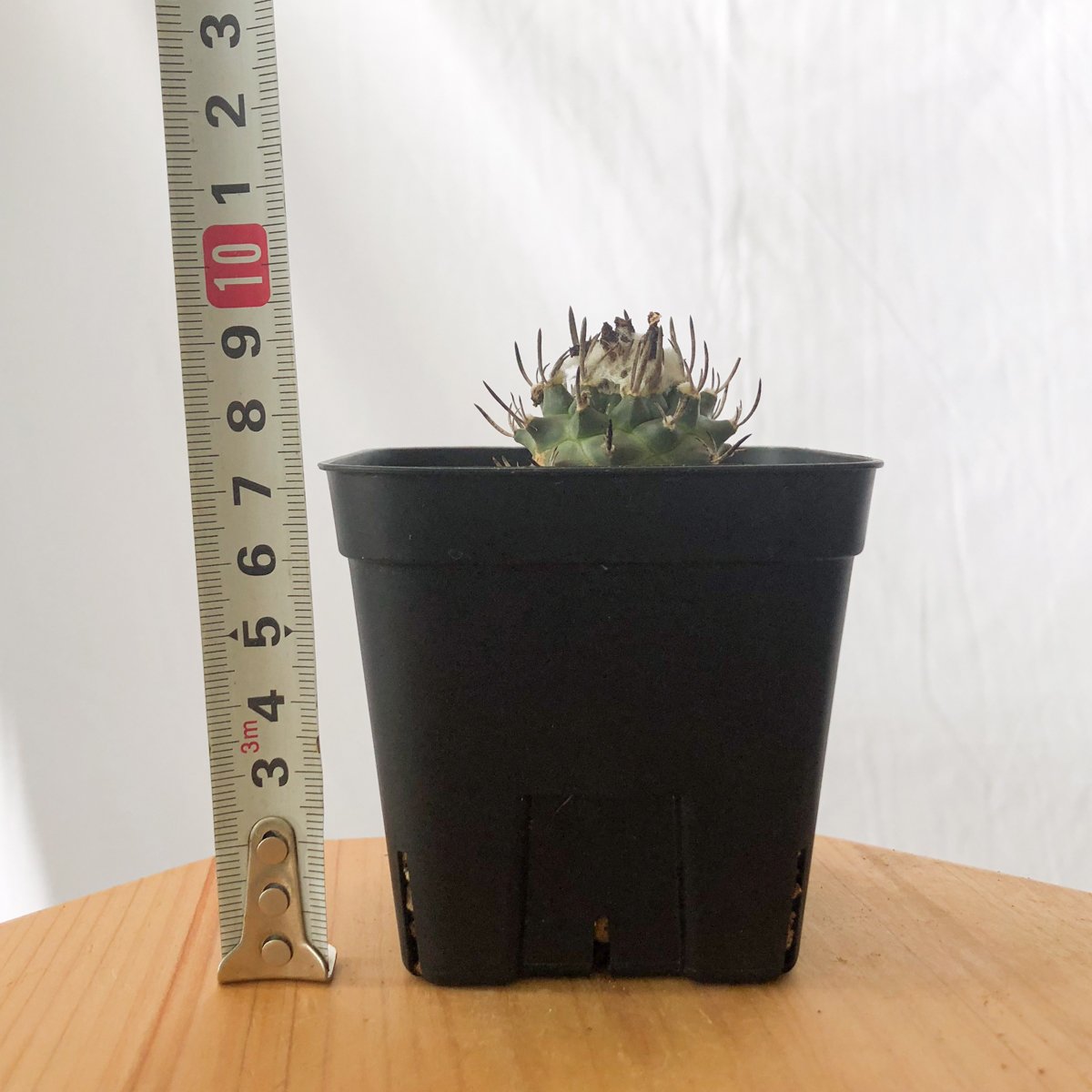 ツルビニカルプス 昇竜丸 実生 Turbinicarpus Schmiedickeanus サ