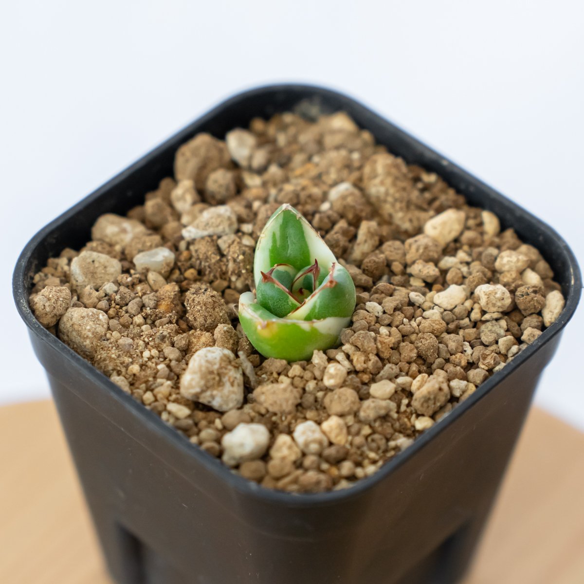 ⭐*️様 【アガベ】ピンキー アガベ ピンキー【発根管理中】TC株 Agave Pinky 多肉植物 珍奇