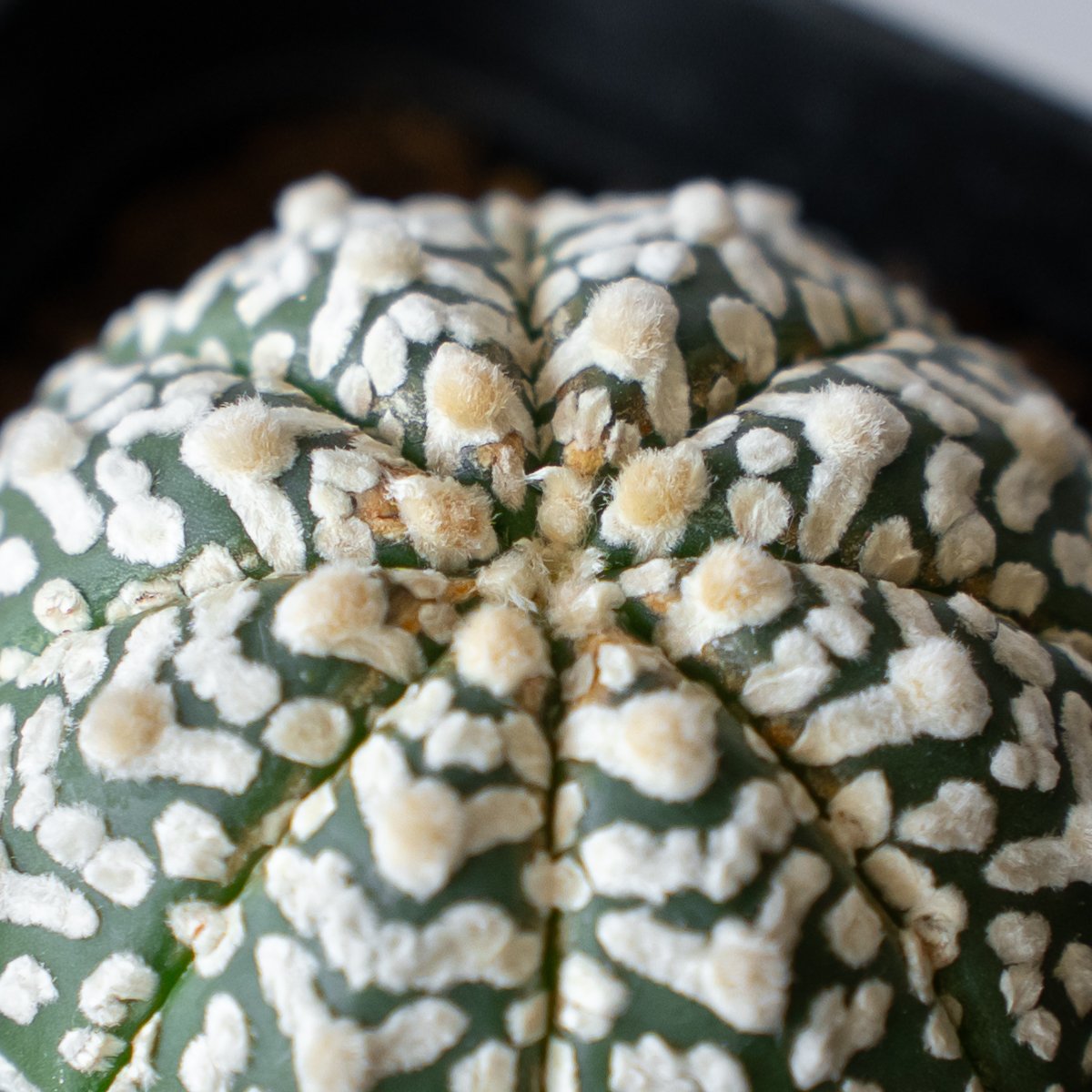 アストロフィツム スーパー兜 Vタイプ アロータイプ 実生 Astrophytum