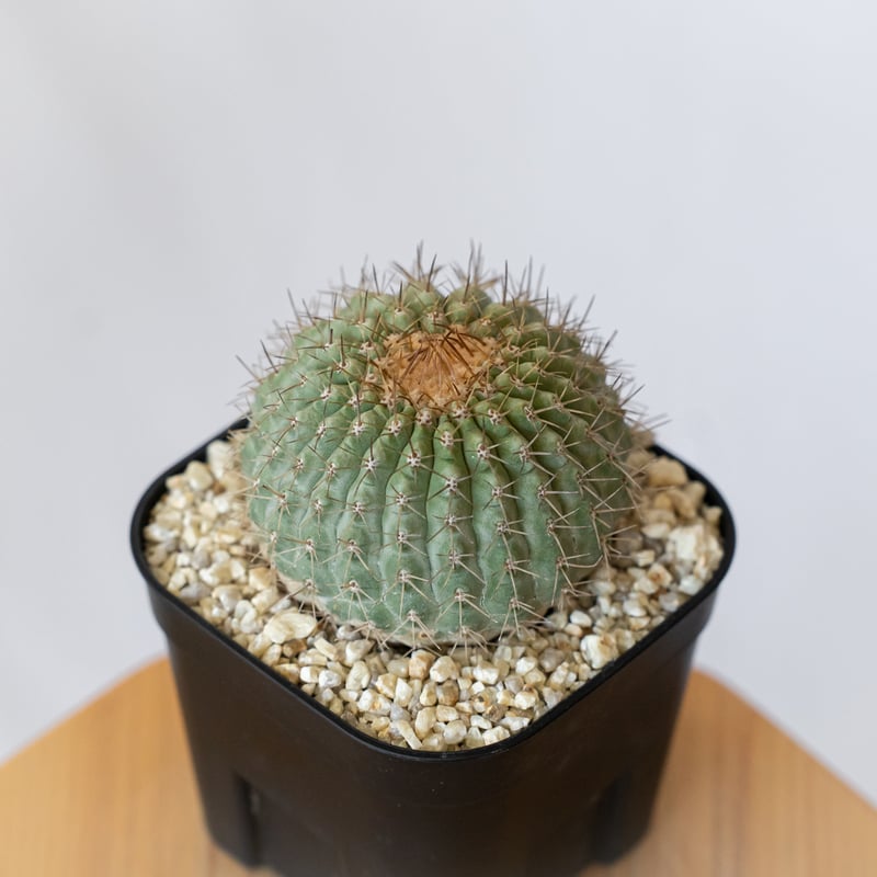 コピアポア コルムナアルバ 孤竜丸 台付 美株 Copiapoa cinerea var. c